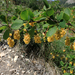 Berberis vulgaris - sóskaborbolya
