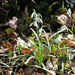 Galanthus nivalis - kikeleti hóvirág