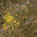Allium flavum - sárga hagyma