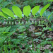 Polygonatum latifolium - széleslevelű salamonpecsét