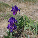 Iris pumila - apró nőszirom