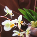 Orchid show, Orchidea bemutató 067