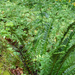 Dárdás vesepáfrány (Polystichum lonchitis)