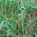 Légybangó (Ophrys insectifera)