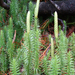 Kígyózó korpafű (Lycopodium annotinum)