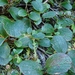 Recéslevelű fűz (Salix reticulata)