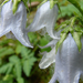 Szakállas harangvirág (Campanula barbata)