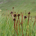 Egy ritkaság -Kétszínű sás (Carex bicolor)