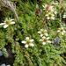 Mohás kőtörőfű (Saxifraga bryoides)