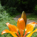Tüzes liliom (Lilium bulbiferum ssp. bulbiferum)