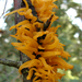 Sárga bunkógomba (Clavaria sp.)