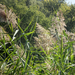 Virágzó nád(Phragmites australis)015