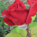 rose 06