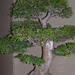 bonsai kinai szil