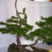 Höchstetten Bonsai31