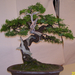 Pratteln bonsai6