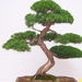 Pratteln Bonsai17