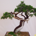 Pratteln Bonsai64