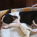 Album - Bosco a Boston Terrier