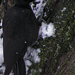 fekete harkály (Dryocopus martius)