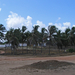 brazil pálmafák