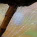 őszi harmatos pókháló