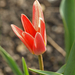 korai törpe tulipán