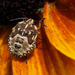 Eurygaster testudinaria Hemiptera