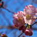 japán cseresznye