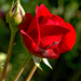 másik piros rózsa