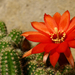 kaktusz virága