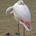 ülve pihenő flamingó