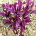 Törpe nőszirom, Iris reticulata