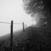 Mist Along The Barbed Wire