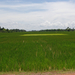 rizsföld