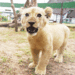 Baby-Lion-animals-35522681-245-245