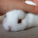 white-fluffy-bunny-rabbit