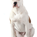 amerikai staffordshire terrier - amercian staffordshire terrier