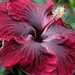 large hibiscus