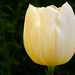tulipán 06