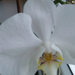 034-2013.01.05. Fehér orchidea