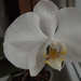 002-2013.01.08.fehér orchideám