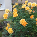 004-2013.10.05. Törpe rózsa