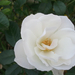 023-2013.10.14. Fehér rózsam