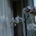 039-2013.11.07. Orchidea