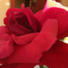011-2013.11.09. Piros rózsaszál