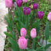 tulipan-szinek