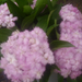 ovi virágok májusi szekfű illatos 004