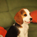 Album - pici beagle