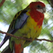 Multicolor papagáj